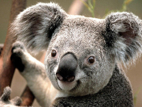 KOALA!!!!!!!!!!!!!!!!!!!!!!!!!!!!!!!!!!!!!!!!!111111111111ONEONE